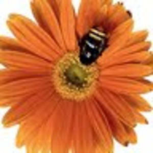 Meet your Posher, Brandi